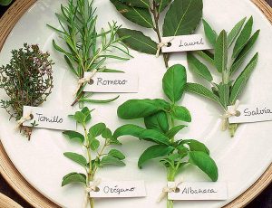 eliminar moscas con plantas aromaticas