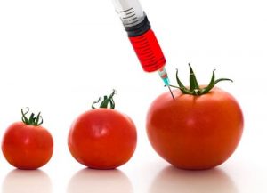 tomatogm