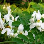 moringa-oleiferas