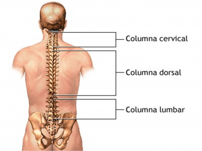 Columnaima