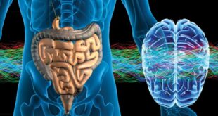 EL INTESTINO NUESTRO SEGUNDO CEREBRO