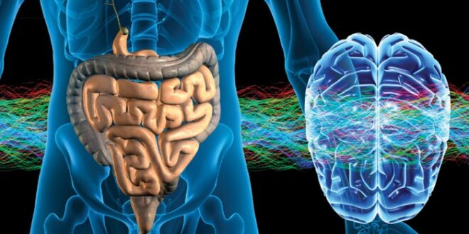EL INTESTINO NUESTRO SEGUNDO CEREBRO