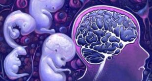 LAS CÉLULAS DE LOS HIJOS VIVEN EN EL CEREBRO DE SUS MADRES