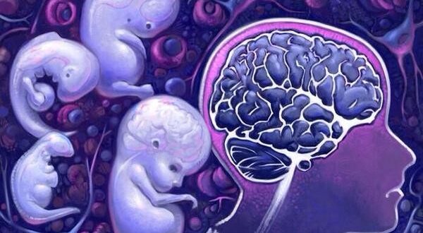 LAS CÉLULAS DE LOS HIJOS VIVEN EN EL CEREBRO DE SUS MADRES