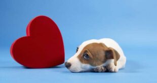 LAS MASCOTAS SOMATIZAN LOS CONFLICTOS DE SUS DUEÑOS