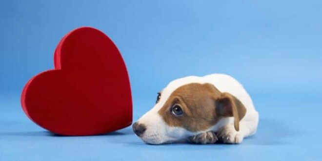 LAS MASCOTAS SOMATIZAN LOS CONFLICTOS DE SUS DUEÑOS