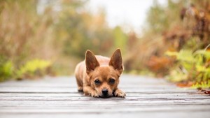 mascota-perro
