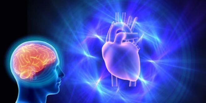 EL CORAZÓN TIENE CEREBRO