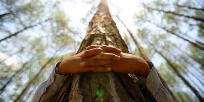TENEMOS QUE APRENDER A DESIDENTIFICARNOS DE NUESTRO ÁRBOL
