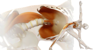 PSOAS: EL MÚSCULO DEL ALMA