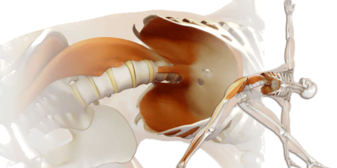 PSOAS: EL MÚSCULO DEL ALMA