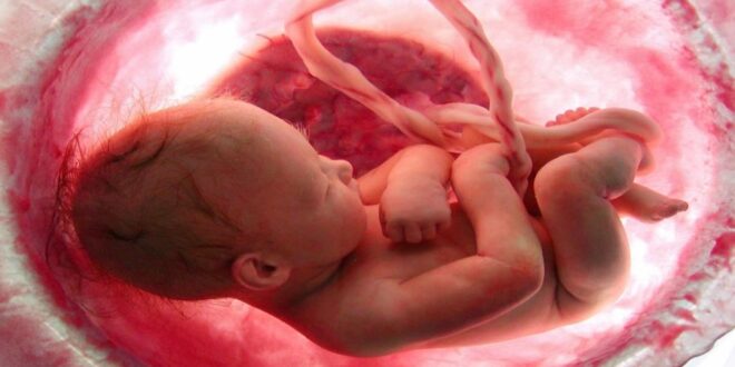 ¿CON QUÉ SUEÑAN LOS BEBÉS QUE AÚN ESTÁN EN EL VIENTRE MATERNO?