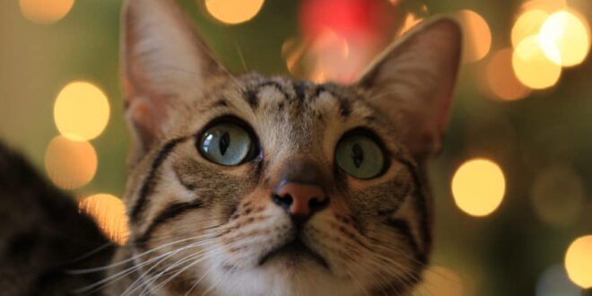 LA MISIÓN DE LOS GATOS EN NUESTRA VIDA