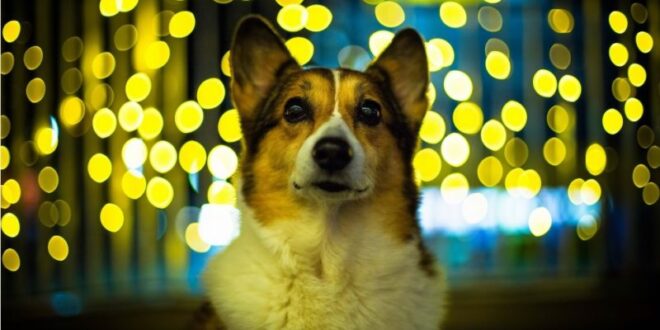 LA FUNCIÓN ENERGÉTICA DE LOS PERROS