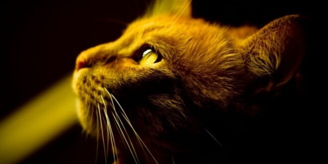 LEYENDA BUDISTA SOBRE LOS GATOS