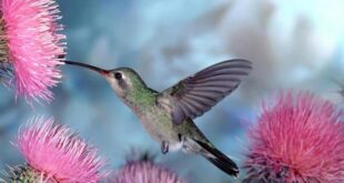 la leyenda del colibri