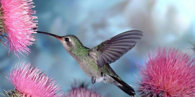 la leyenda del colibri