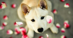 perros sienten el dolor de sus dueños