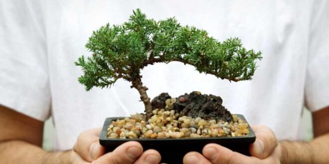 plantas para atraer el dinero