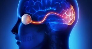 DESCUBREN UN ÁREA DEL CEREBRO QUE NO MADURA HASTA LOS 36 AÑOS