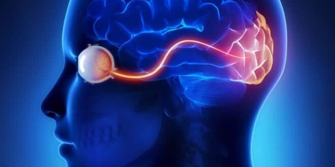 DESCUBREN UN ÁREA DEL CEREBRO QUE NO MADURA HASTA LOS 36 AÑOS