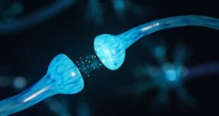 EL CEREBRO TIENE UN BOTÓN PARA ELIMINAR RECUERDOS