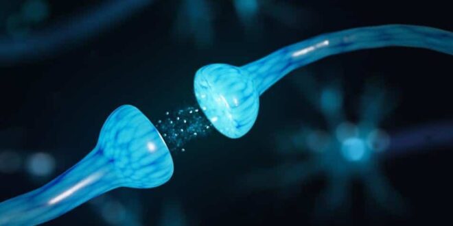 EL CEREBRO TIENE UN BOTÓN PARA ELIMINAR RECUERDOS