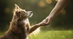MI PERRO NO ES MI HIJO, PERO YO SI SOY SU MADRE