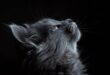 EL GATO Y LA ESPIRITUALIDAD