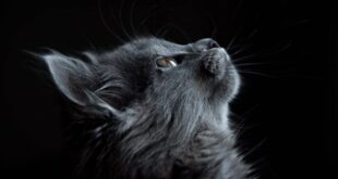 EL GATO Y LA ESPIRITUALIDAD