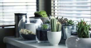 PLANTAS QUE DEBES TENER EN TU HOGAR PARA ATRAER ENERGÍA POSITIVA
