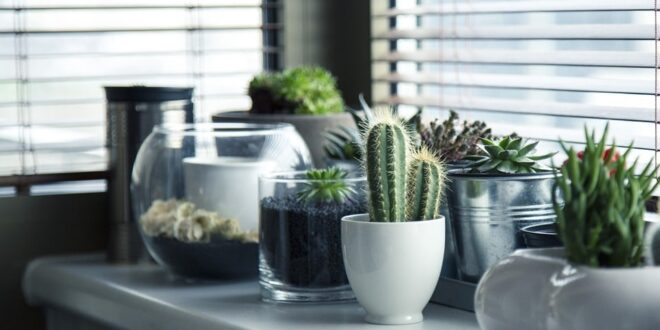 PLANTAS QUE DEBES TENER EN TU HOGAR PARA ATRAER ENERGÍA POSITIVA