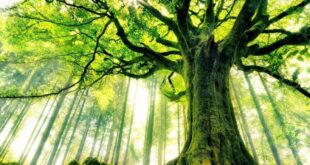 LOS ÁRBOLES TIENEN UN LATIDO SIMILAR AL DEL CORAZÓN HUMANO