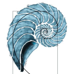 nautilus y es la geometria sagrada