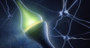 EL NEUROTRANSMISOR QUE ES LA CLAVE DE LA ESPIRITUALIDAD Y LA CONCIENCIA SUPERIOR
