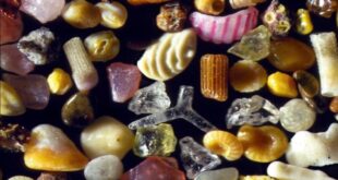 LA ARENA DE MAR BAJO EL MICROSCOPIO