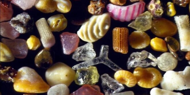 LA ARENA DE MAR BAJO EL MICROSCOPIO