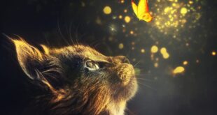 LA CIENCIA COMPRUEBA QUE LOS GATOS SON TERAPEUTAS HOLÍSTICOS