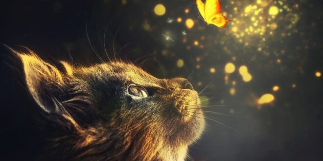 LA CIENCIA COMPRUEBA QUE LOS GATOS SON TERAPEUTAS HOLÍSTICOS