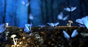 La mariposa como guía espiritual: su significado y simbolismo en diferentes culturas