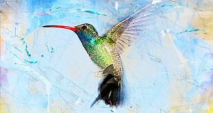 Esta es la leyenda maya del colibrí