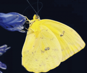 mariposa amarilla y negra significado espiritual