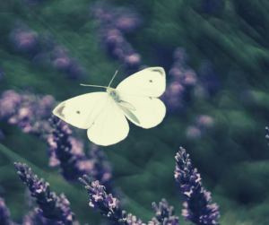 SIGNIFICADO ESPIRITUAL DE LA MARIPOSA 2025 MARIPOSA BLANCA SIGNIFICADO
