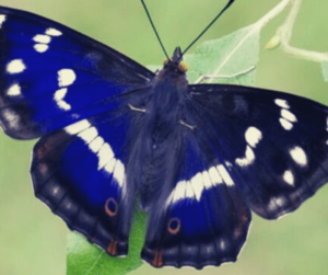 mariposa morada significado espiritual