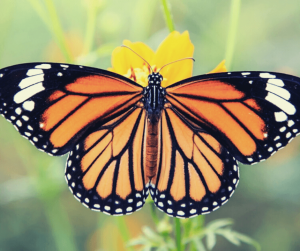 mariposa naranja significado espiritual