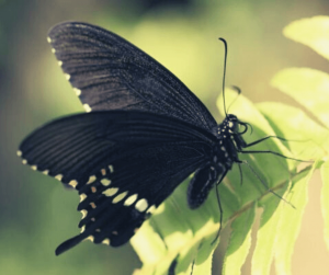 mariposa café significado espiritual