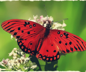 mariposa roja significado espiritual