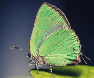 significado de ver una mariposa verde