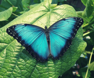 que significan las mariposas azules