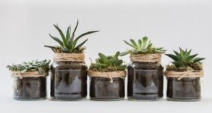 12 PLANTAS QUE EMITEN ENERGÍA POSITIVA EN TU HOGAR
